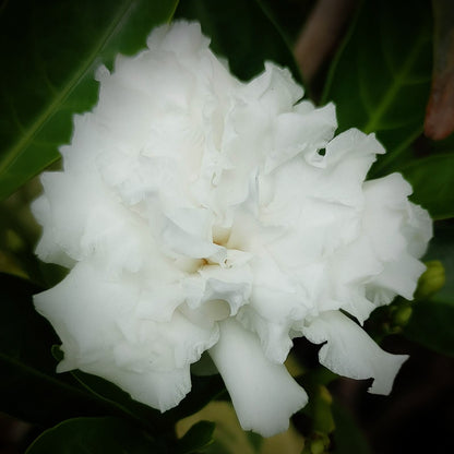 Crape Jasmine Giant Double Chandni Tagar Scented (Tabernaemontana Divaricata)