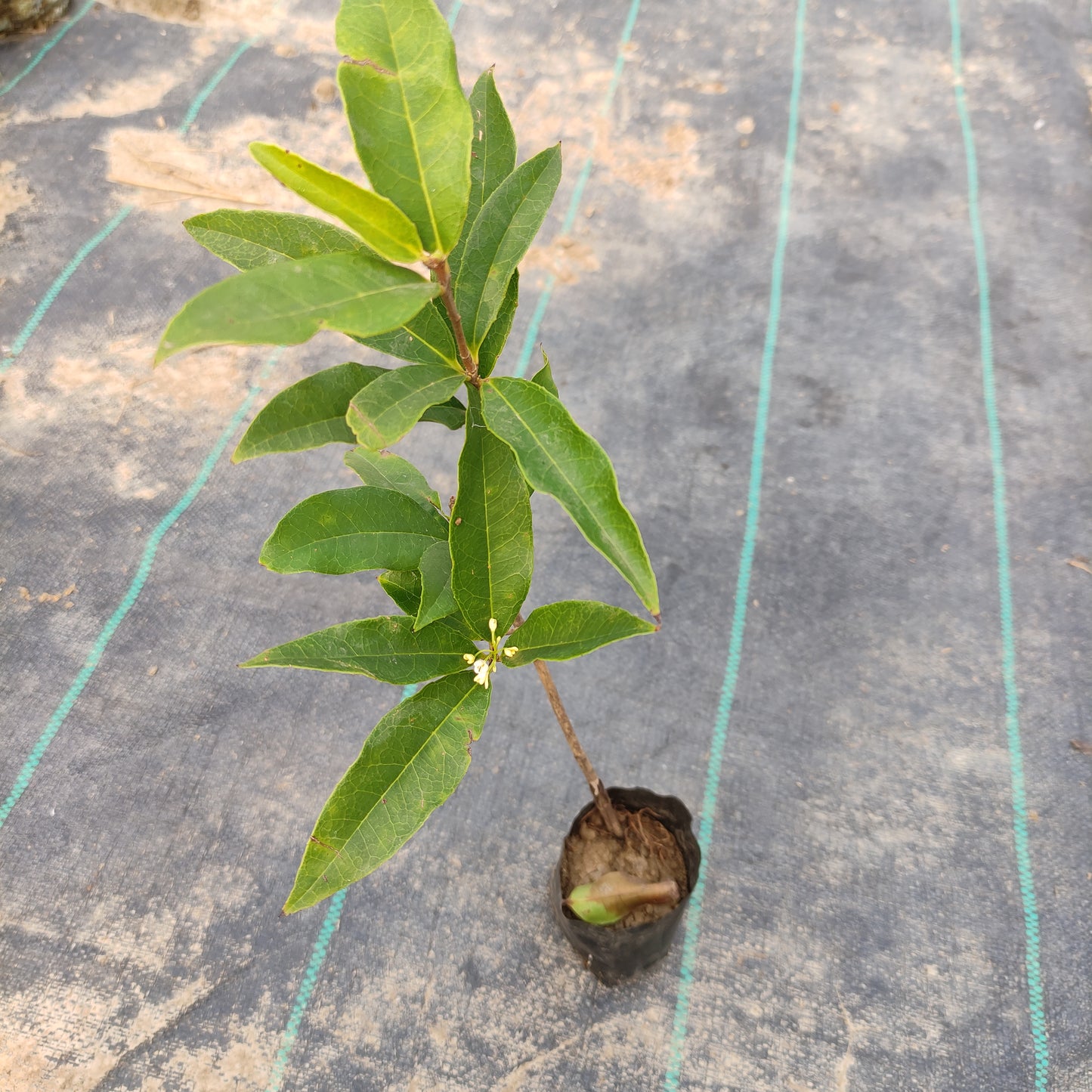 Fragrant Olive (Osmanthus Fragrans)