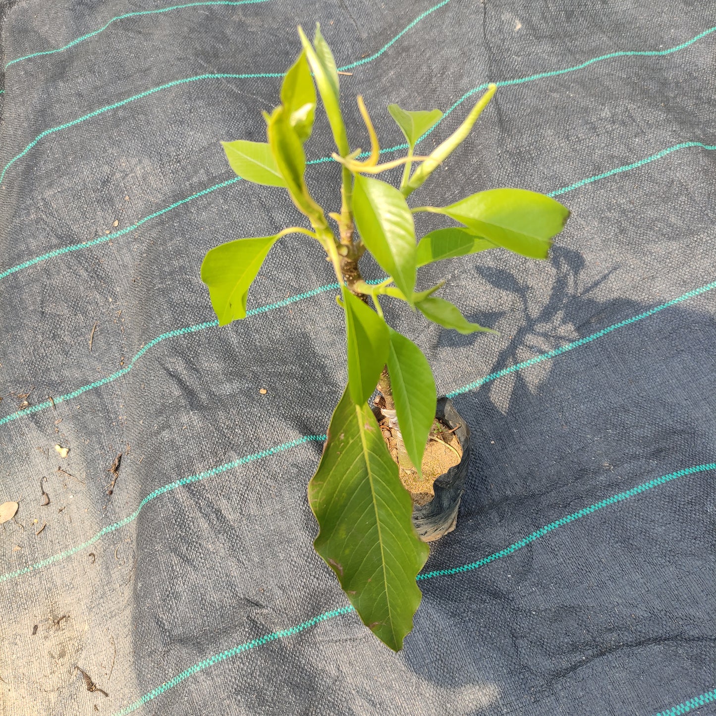 Golden Champa (Michelia Champaca)