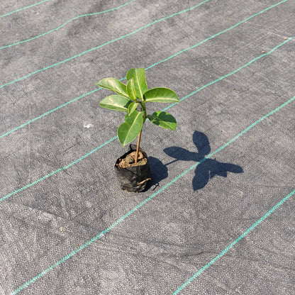 Madagascar Jasmine (Stephanotis Floribunda)