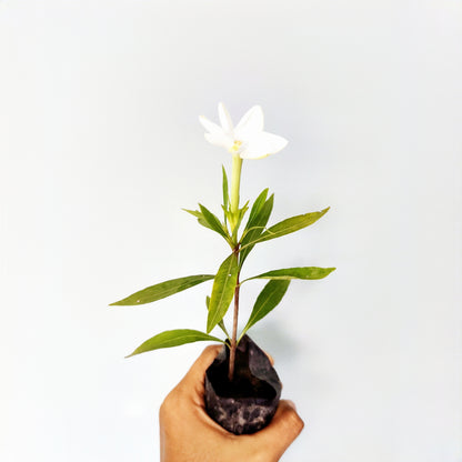 Hardy Gardenia (Gardenia Vietnamensis)