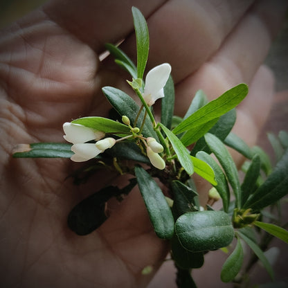 Desmodium White Braya