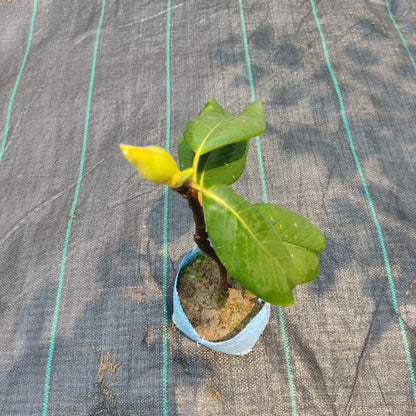 Him Champa (Magnolia Grandiflora)