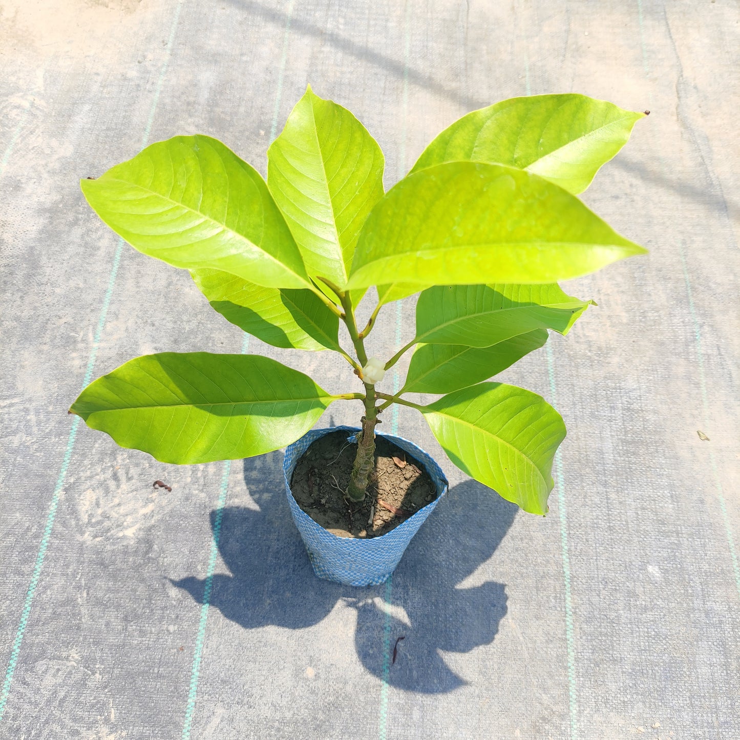 White Champaca (Magnolia Alba)