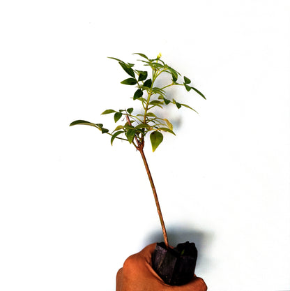 Bower Vine (Pandorea Jasminoides)