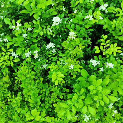 Orange Jasmine Kamini (Murraya Paniculata) 'Dwarf'