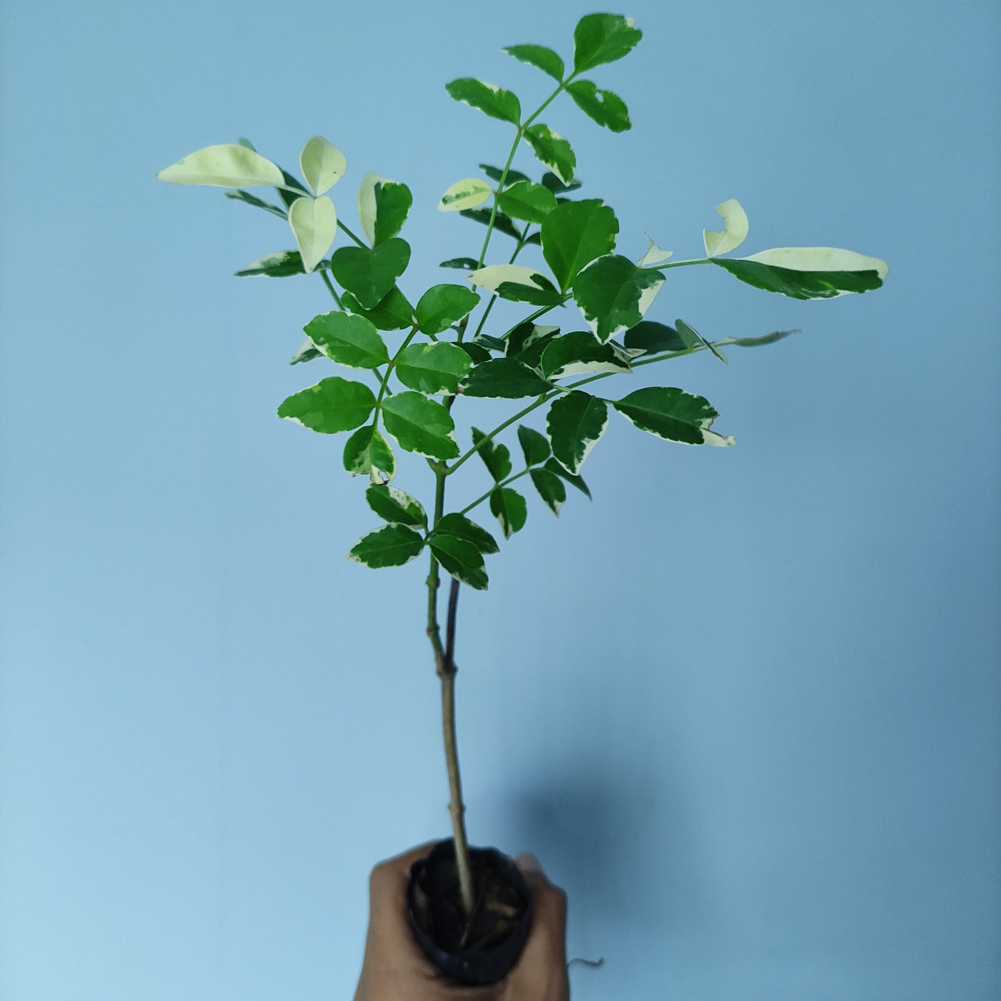 Bower Vine (Pandorea Jasminoides) 'Variegata'