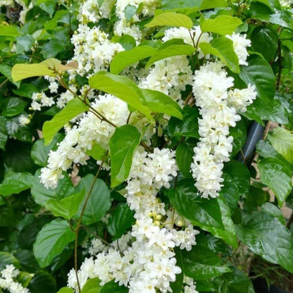 Snow Vine (Porana Volubilis)