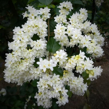 Snow Vine (Porana Volubilis)