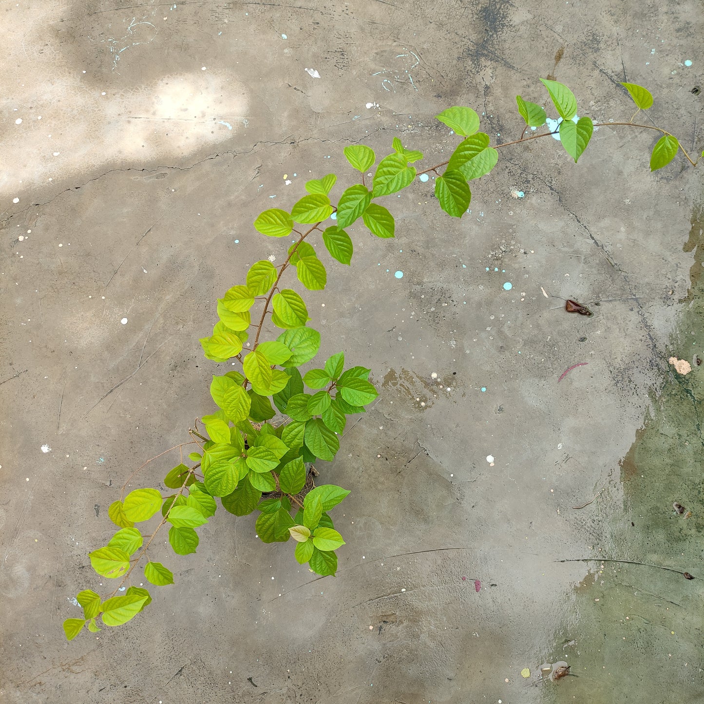 Snow Vine (Porana Volubilis)