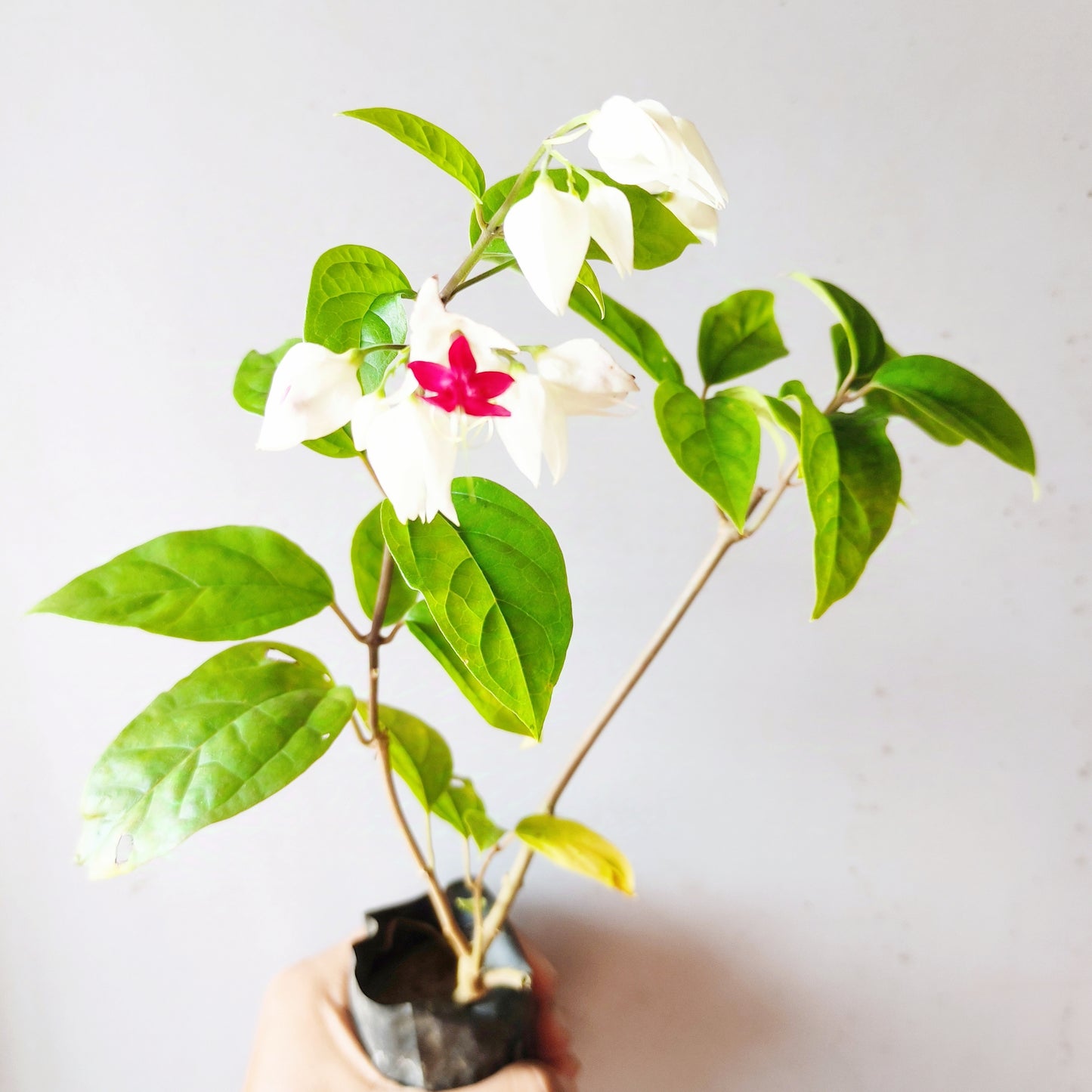 Bleeding Heart Vine 'Clerodendrum Thomsoniae'