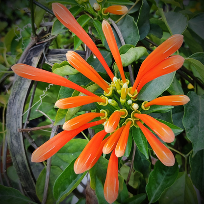 Orange-Flame-Trumpet-Vine-Pyrostegia-Venusta-DilSeDeal