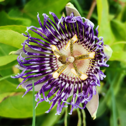 Passion Flower 'Soi Fah'