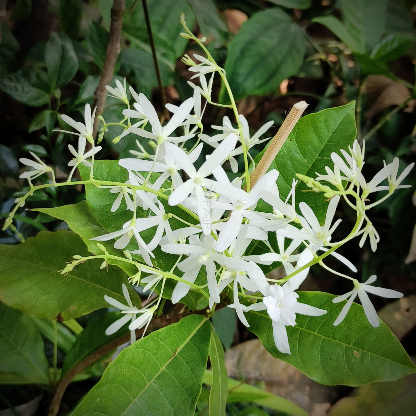 Sandpaper Vine White 'Petrea Volubilis Albiflora'