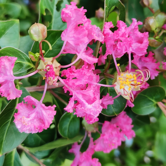 Crepe Myrtle Pink 'Lagerstroemia'