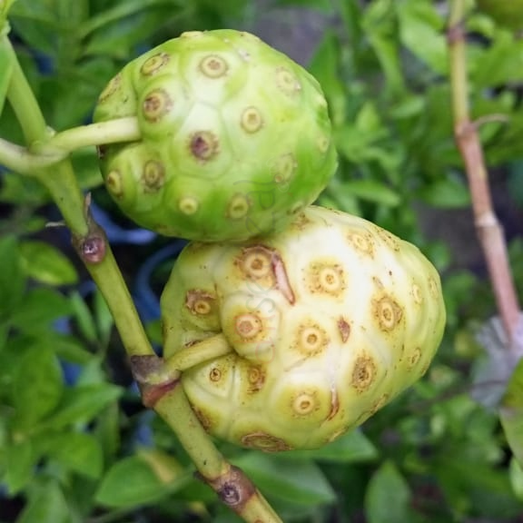 Noni (Morinda Citrifolia)