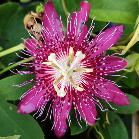 Passion Flower (Lady Margaret)