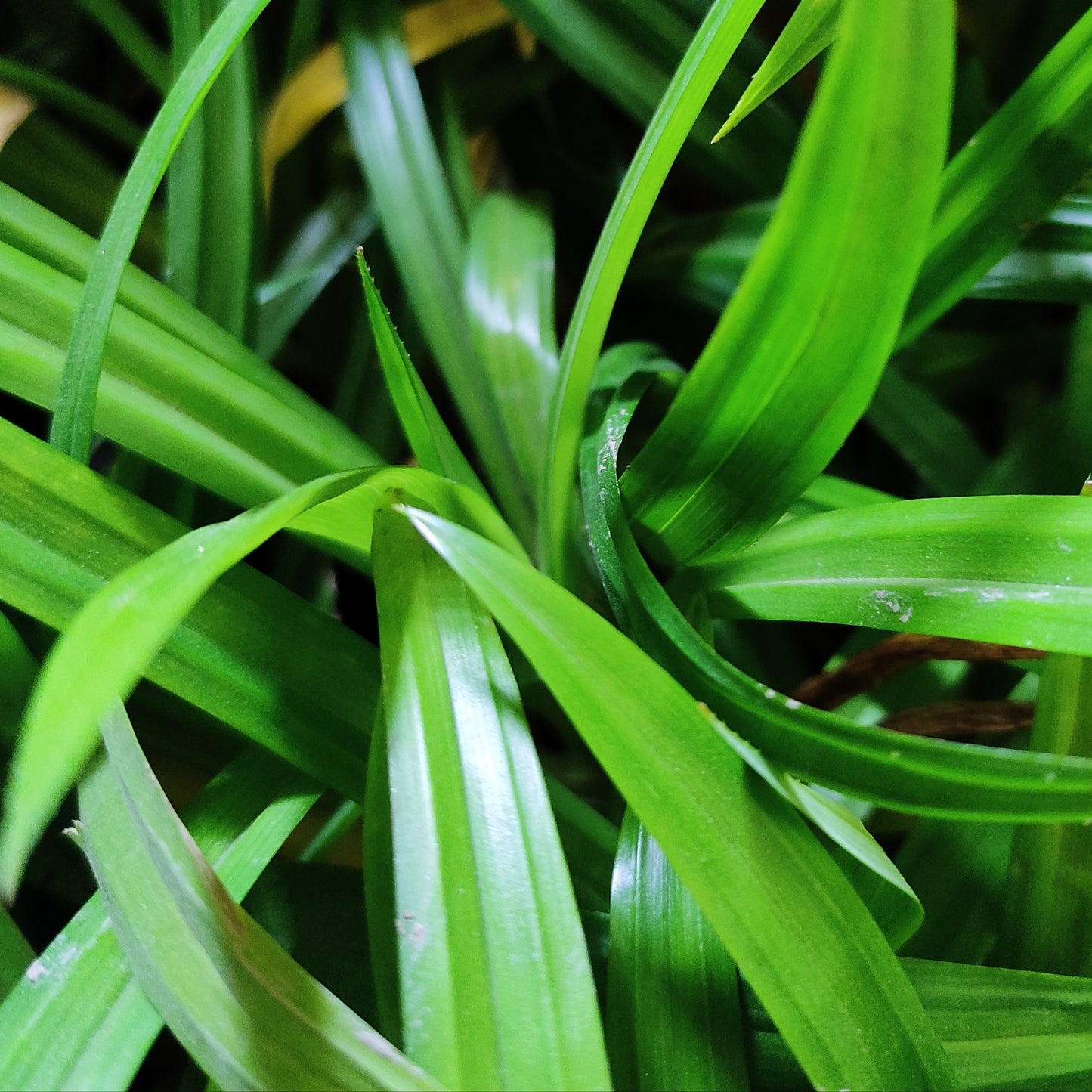 Pandan Biriyani Leaves (Pandanus Amaryllifolius)