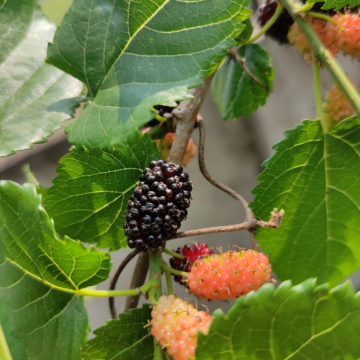 Mulberry Shahtoot