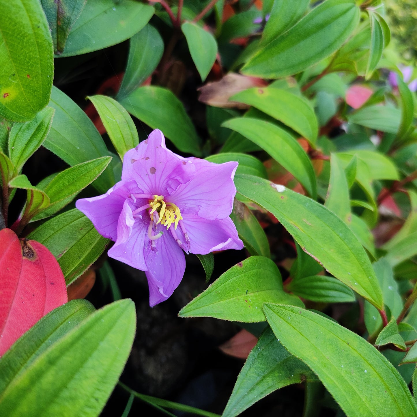 Princess Flower (Tibouchina Urvilleana)