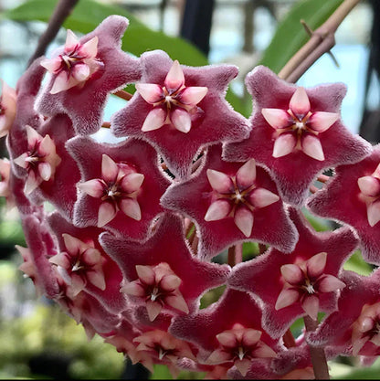 Hoya Pubicalyx