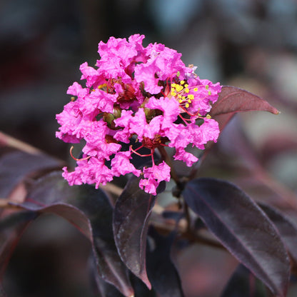 Black Diamond Crape Myrtle (Lagerstroemia) 'Mixed Colour'