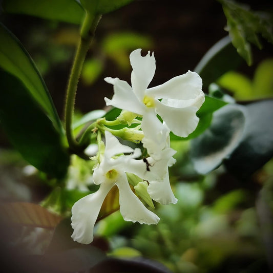 Star Jasmine (Rhynchospermum Jasminoides)
