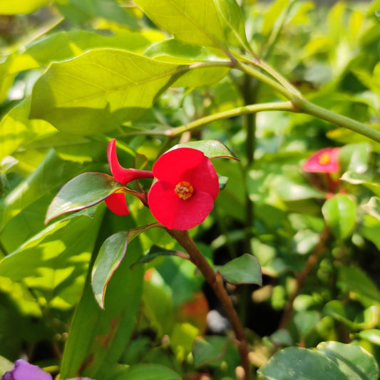 Crown of Thorns (Euphorbia Geroldii) 'Thornless'