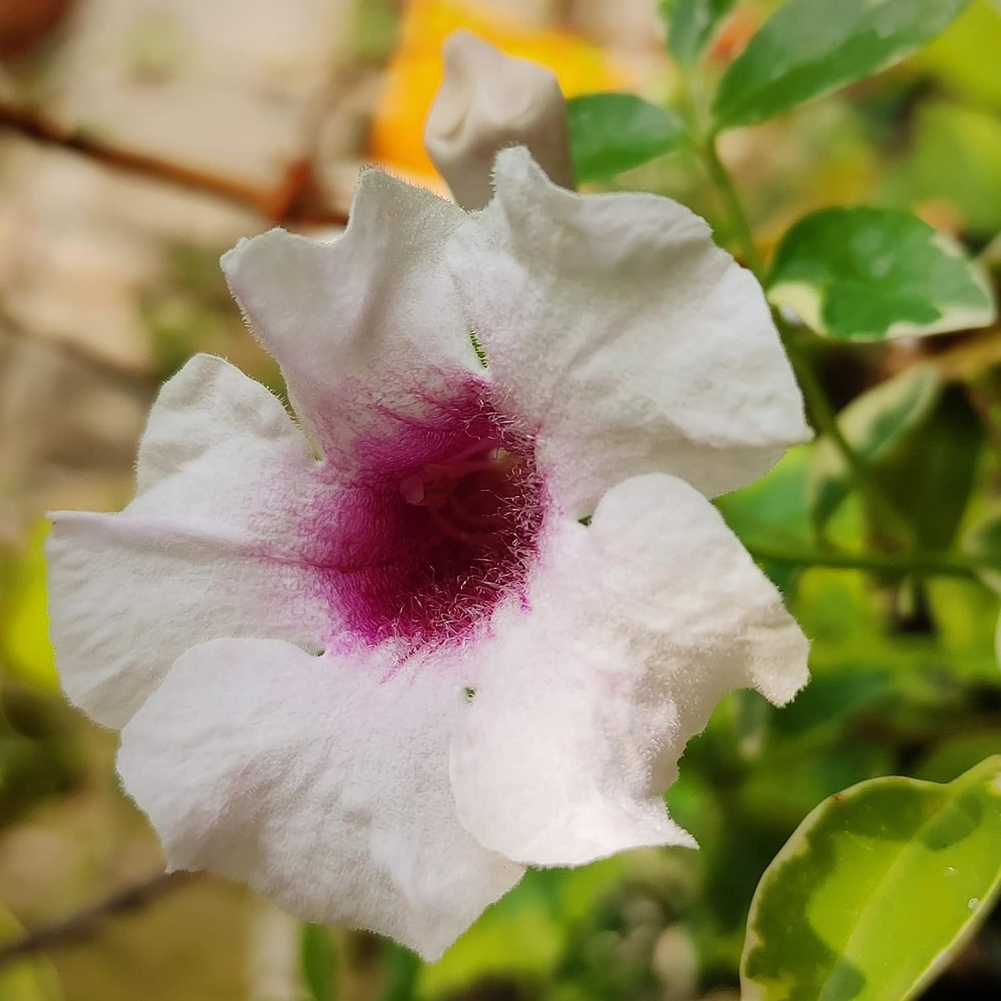 Bower Vine (Pandorea Jasminoides) 'Variegata'