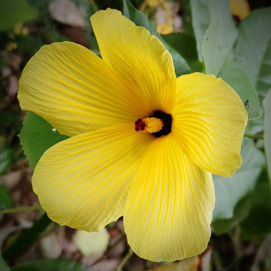 Confederate Rose (Hibiscus Mutabilis) Single Petal Yellow