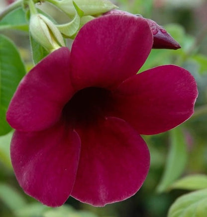 Allamanda Cathartica 'Cherry Ripe'