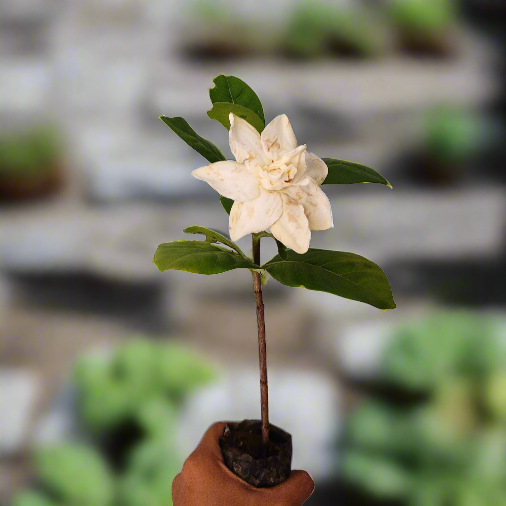 Heaven Scent (Gardenia Taitensis)