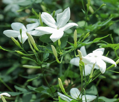 Poet’s Jasmine (Jasminum Grandiflorum)