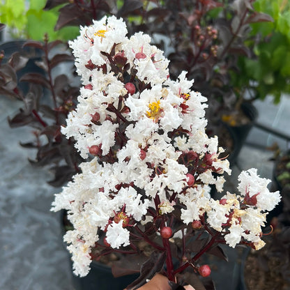 Black Diamond Crape Myrtle (Lagerstroemia) 'Mixed Colour'