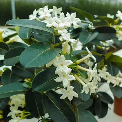 Madagascar Jasmine (Stephanotis Floribunda)