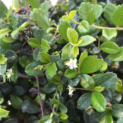 Fukien Tea (Ehretia Microphylla)