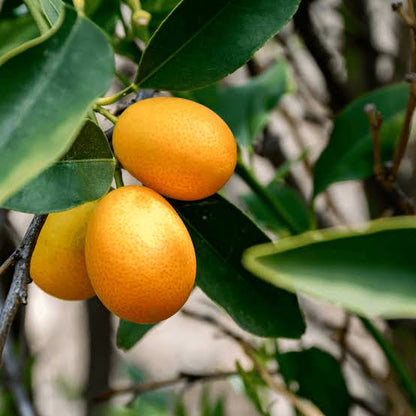 Nagami Oval Kumquat (Citrus Margarita) 'Grafted'