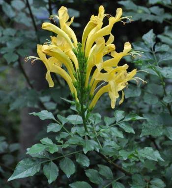 Tecomaria Capensis Aurea Yellow