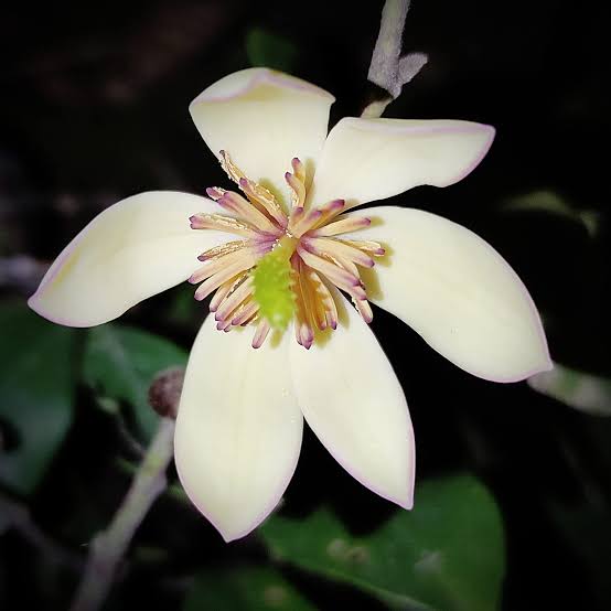 Michelia Banana Figo (Magnolia Fuscata)