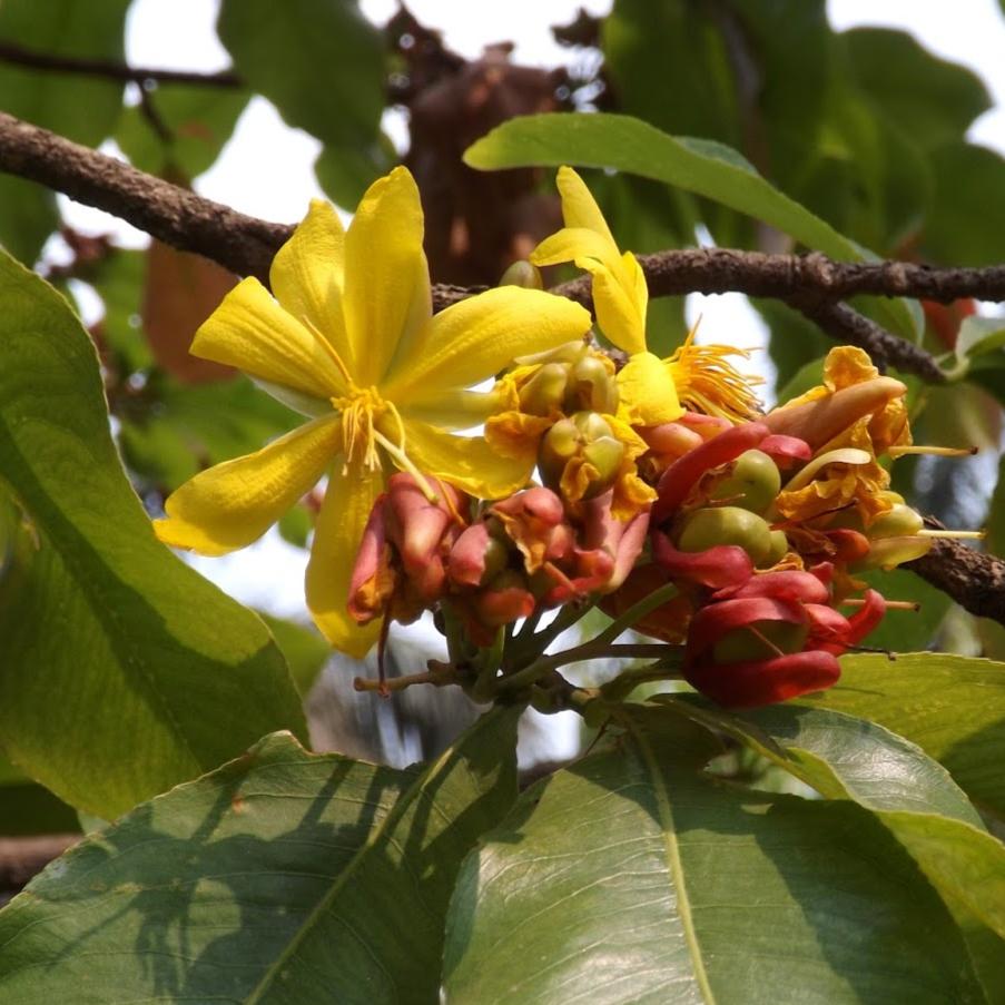 Mickey Mouse (Ochna Obtusata) Seedling