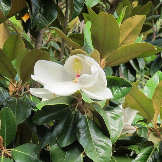 Him Champa (Magnolia Grandiflora)