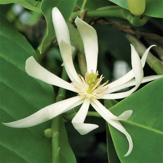 White Champaca (Magnolia Alba)