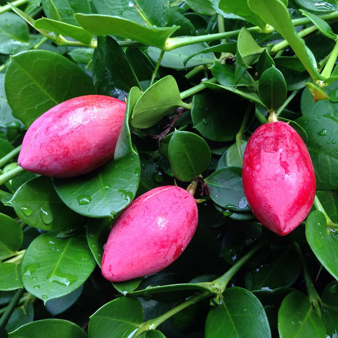 Natal Plum (Carissa Macrocarpa)