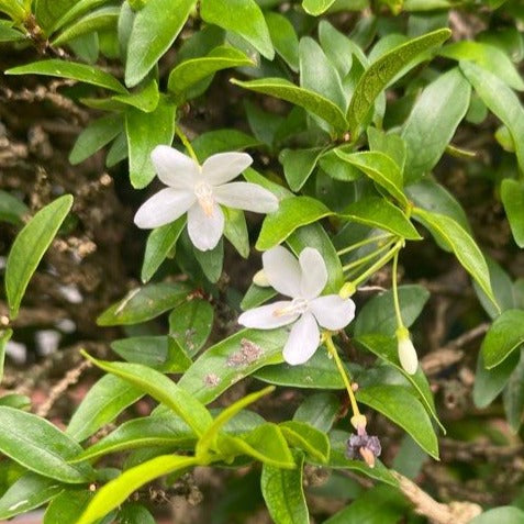 Water Jasmine (Wrightia Religiosa)