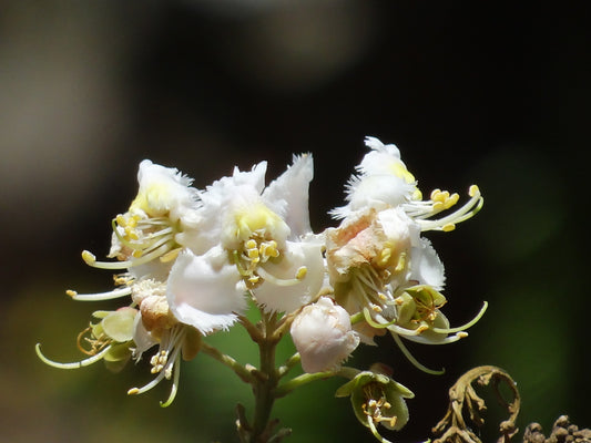 Madhavi Lata (Hiptage Benghalensis)