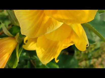 Confederate Rose (Hibiscus Mutabilis) Single Petal Yellow