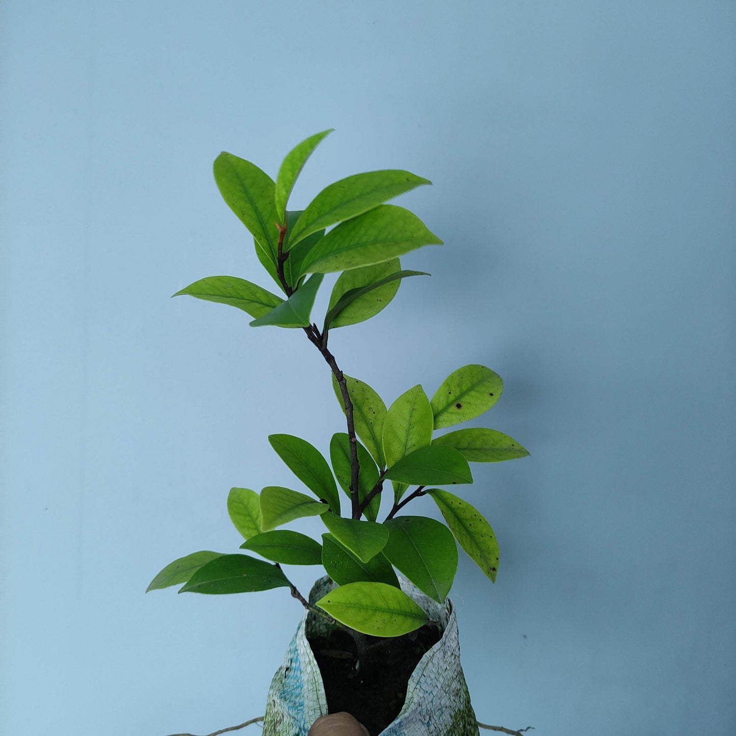 Michelia Banana Figo (Magnolia Fuscata)