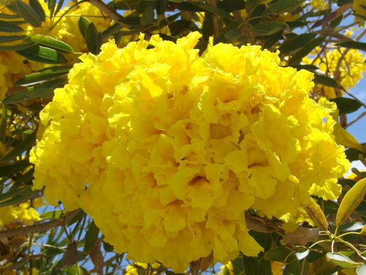 Caribbean Trumpet Tree Yellow Tabebuia (Tabebuia Argentea)