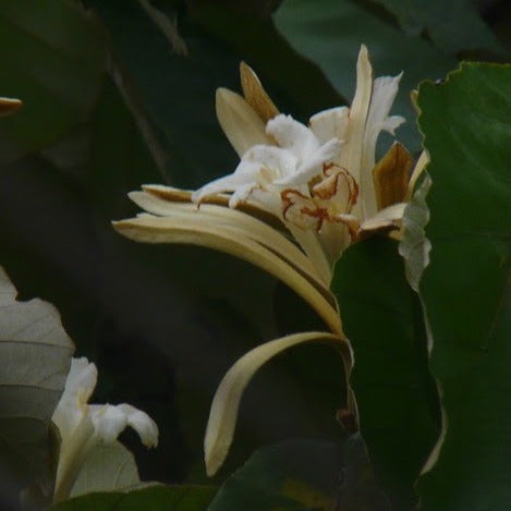 The Dinner Plate Tree (Pterospermum Acerifolium)